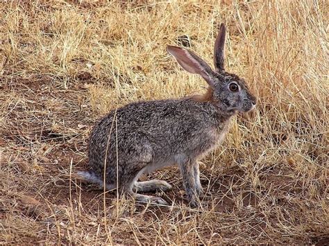 Hispid Hare: Facts, Pictures, Behavior & Care Guide | Animal World