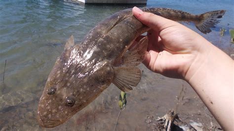 Landbased Flathead on Mini Lures! -- Central Queensland Fishing - YouTube