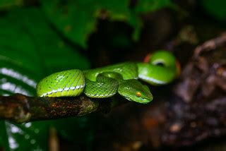 Trimeresurus cardamomensis (in situ) - Khao Chamao - Khao … | Flickr