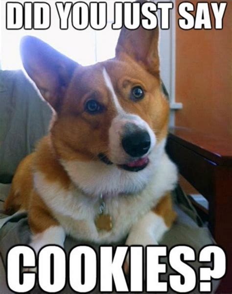 14 Funny Corgi Memes That Will Make Your Day Brighter! | Page 3 of 3 | PetPress