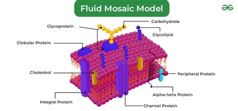 Fluid Mosaic Model - Definition, Structure & Functions