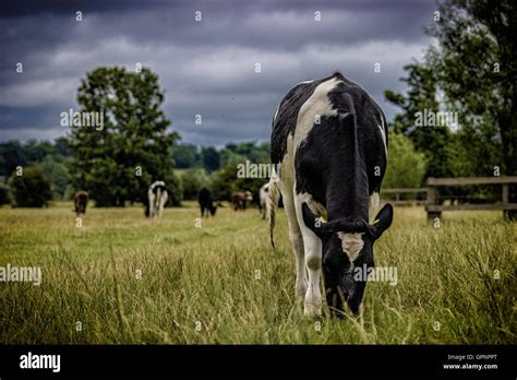 Dairy Farming Stock Photo: 117263520 - Alamy