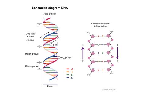 The Dna Double Helix Structure Model - Clip Art Library