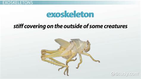 Exoskeleton | Definition, Advantages & Examples - Video & Lesson Transcript | Study.com