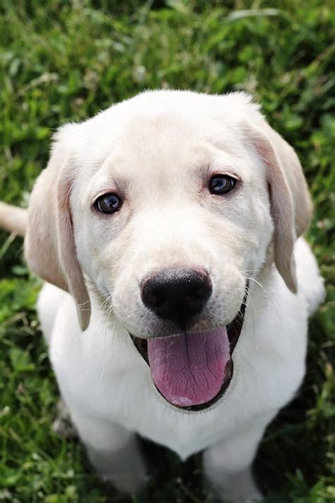 How Much Does A Cream Labrador Costcost