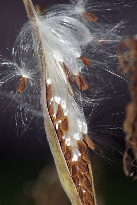 Butterfly Weed seeds stock image. Image of aslepias, flight - 7851459