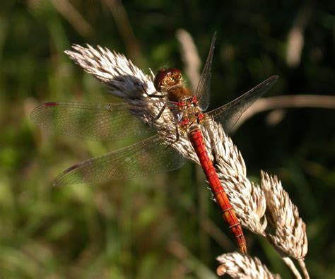 Common Darter - British Dragonfly Society