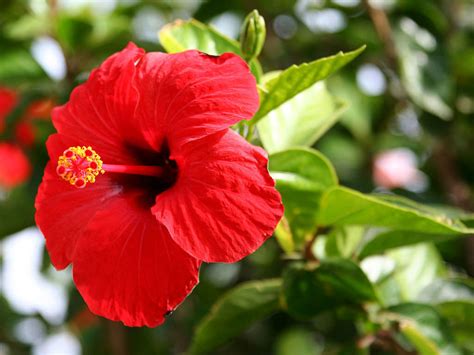 Hibiscus rosa-sinensis (Chinese Hibiscus) - World of Flowering Plants