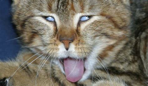 Funny Cat Tongue Wallpapers HD / Desktop and Mobile Backgrounds