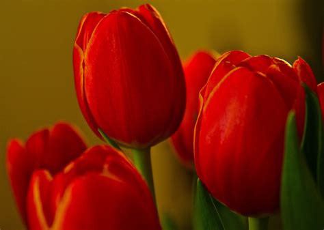 Red Tulips Wallpapers - Wallpaper Cave