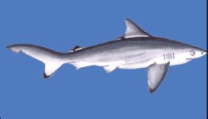 Pondicherry shark - Alchetron, The Free Social Encyclopedia