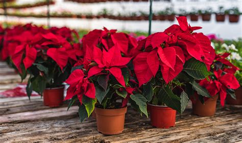 Happy National Poinsettia Day! - Price Chopper - Market 32