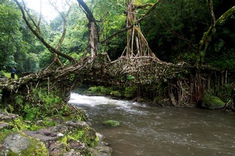 India's Living Root Bridges Could Be The Future of Green Design