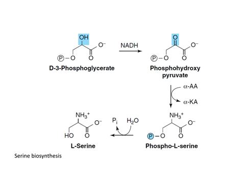 PPT - Biosynthesis of the Nutritionally Nonessential Amino Acids PowerPoint Presentation - ID ...