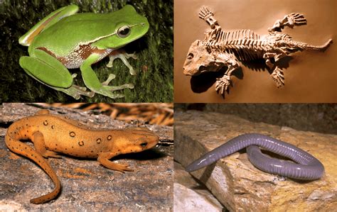 What are amphibians? (Definition and examples) - Amphibian Life