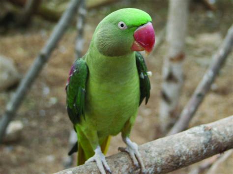 Alexandrine Parrot Facts, Behavior as Pets, Price, Pictures | Singing ...