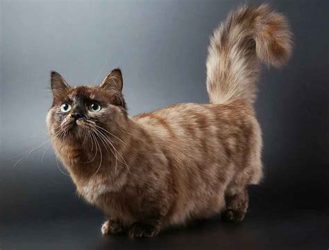 Munchkin | Cat Breed Information & Facts – Pictures | Pets Feed