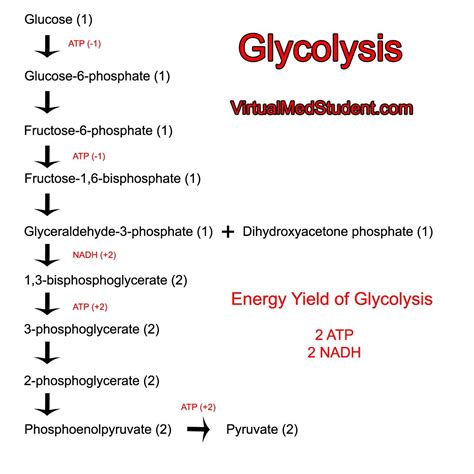 VirtualMedStudent.com || Glycolysis | Writing services, Nursing school ...