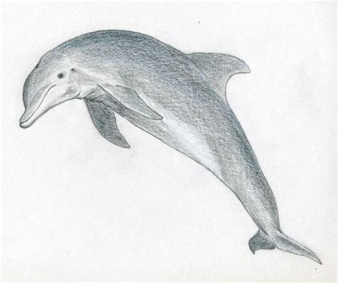 Draw Pattern - good+sketches+to+draw | How To Draw A Dolphin ...