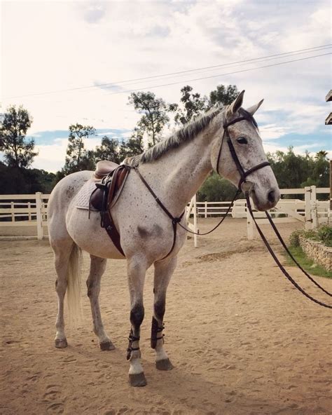 |OTTB| | Cute horses, Grey horse, Eventing horses