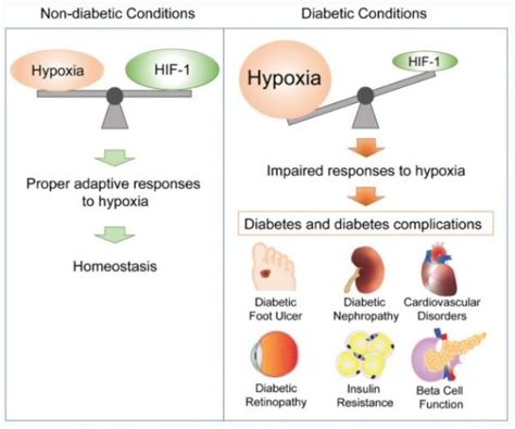 Hypoxia and hypoxia-inducible factors in diabetes and its complications – published online 26/01 ...