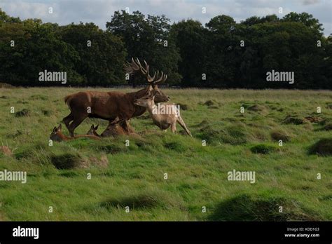 red deer in rutting season Stock Photo - Alamy