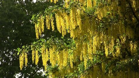 Poison Golden Chain Tree (Laburnum). Бобовник; ядовит (polozov537) - YouTube