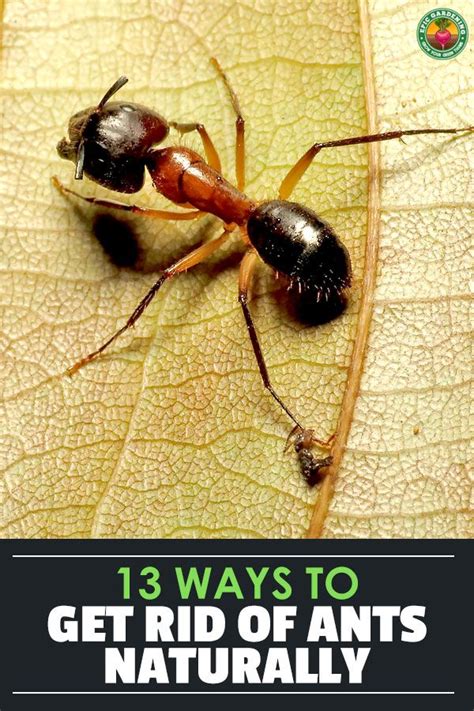 How to Get Rid of Ants Naturally: 13 Ant Control Tips - Epic Gardening | Rid of ants, Get rid of ...