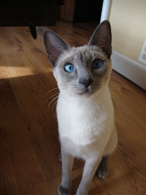 My beautiful blue point siamese | Havana brown cat, Blue point siamese, Siamese cats