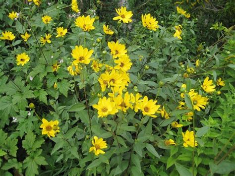 PERENNIAL TALL YELLOW DAISY - NAME UNKNOWN | in Cambridge ...