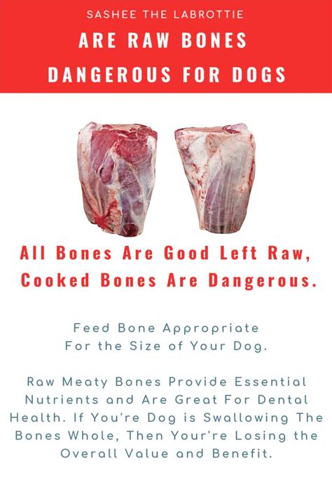 Are Raw Bones Dangerous For Dogs