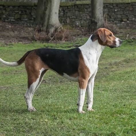 English Foxhound: Dog Breed Information and Owner’s Guide | Perfect Dog Breeds