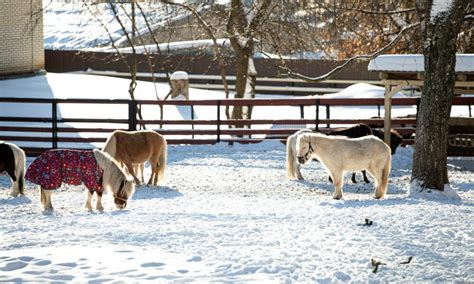 Tips to Take Care of Farm Animals in Winter by Dax Cooke - TechBullion