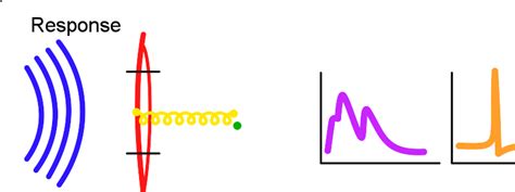 Auditory perception | Psychology Wiki | Fandom