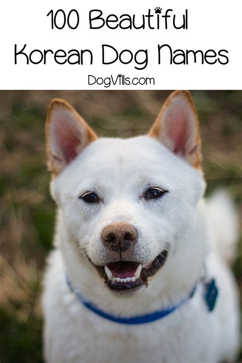 100 Beautiful Korean Dog Names - DogVills