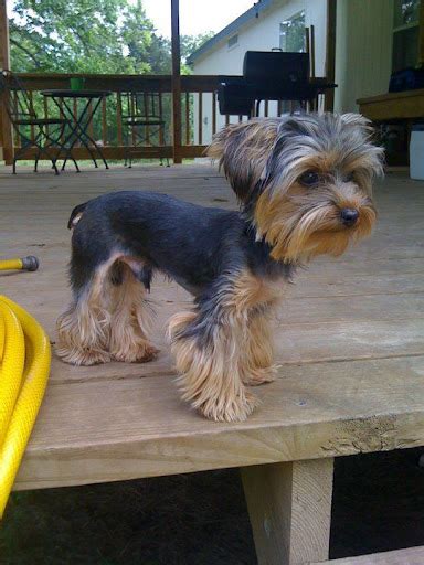 Male Yorkie Poo Haircuts Styles Pictures - Pets Lovers