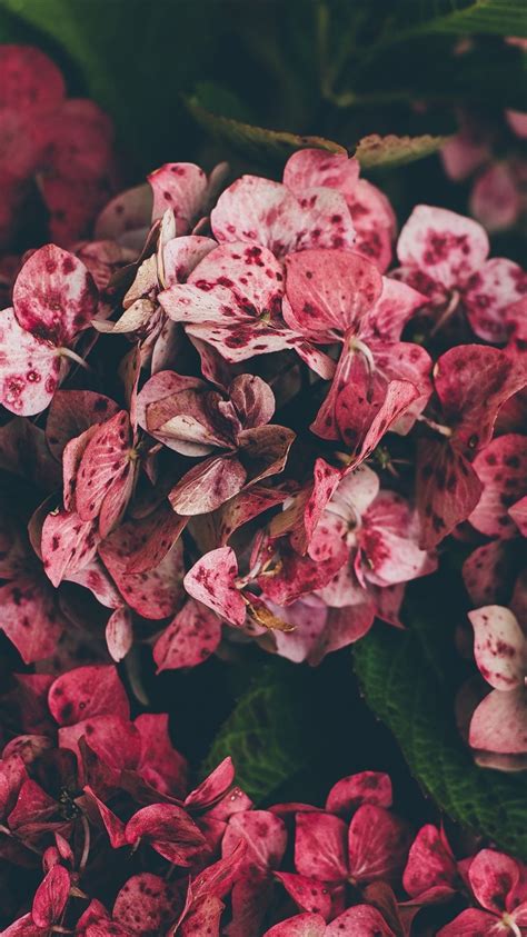 Wallpaper Pink hydrangea, spots 3840x2160 UHD 4K Picture, Image