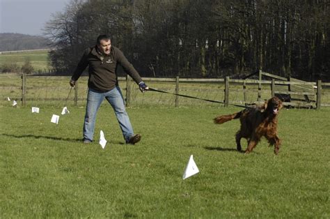 Electronic dog fence - How to train your dog. - DogFence