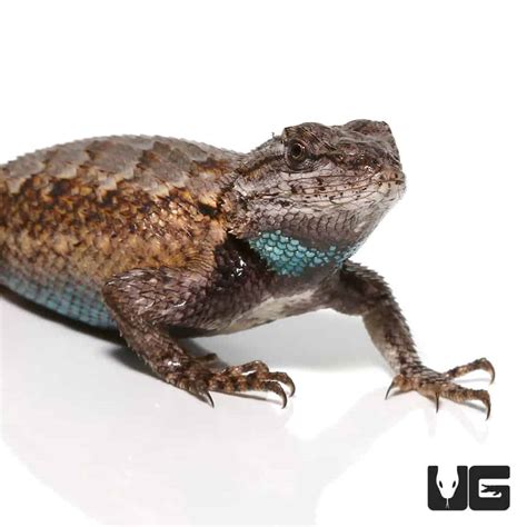 Western Fence Lizards For Sale - Underground Reptiles