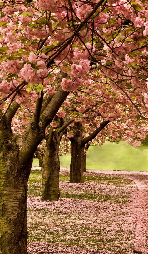 Cherry Blossom Path | Cherry blossom, Blossom, Beautiful nature scenes