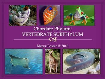 Chordate Phylum: Vertebrates Evolution Editable Power Point Biology ...