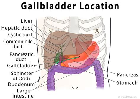 Gallbladder Pain Location Diagram, Symptoms, Causes, Relief | eHealthStar