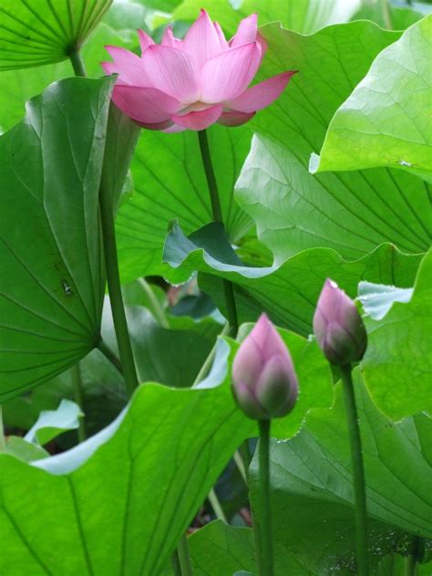 Yokohama's Beautiful Lotus Pond - Kanagawa - Japan Travel - Tourism ...