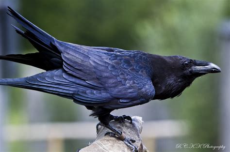 Bird In Everything: Raven Bird Photos