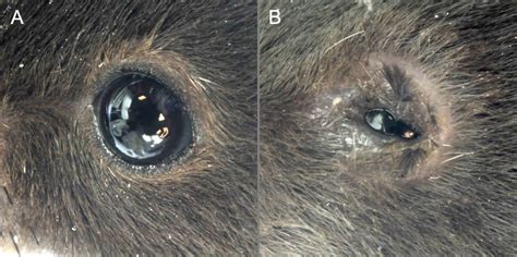 Induction of Ocular Surface Inflammation and Collection of Involved Tissues (article) | JoVE