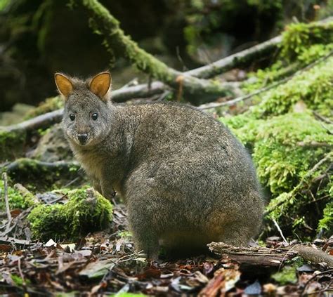 Field Guide: Tasmanian Pademelon | Tasmanian Geographic