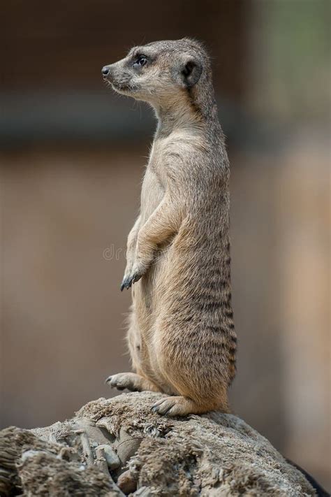 Meerkat Suricata Suricatta. Program for the Conservation of Rare and Endangered Species of ...