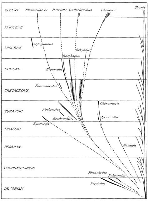 Graphical representation of the phylogeny of the Holocephali (Dean ...