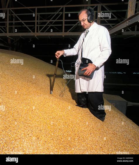 Checking wheat for weevils. Scientist testing stored wheat for signs of ...