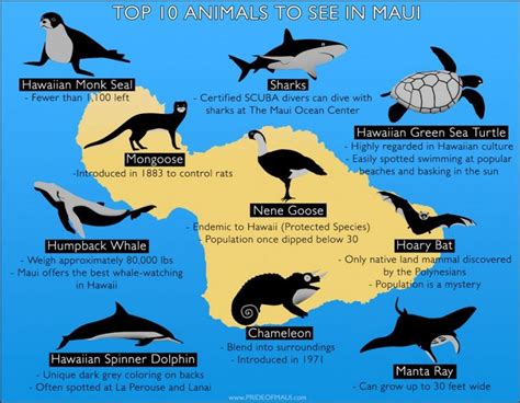 Top 10 Hawaii animals | Maui Banyan Resort